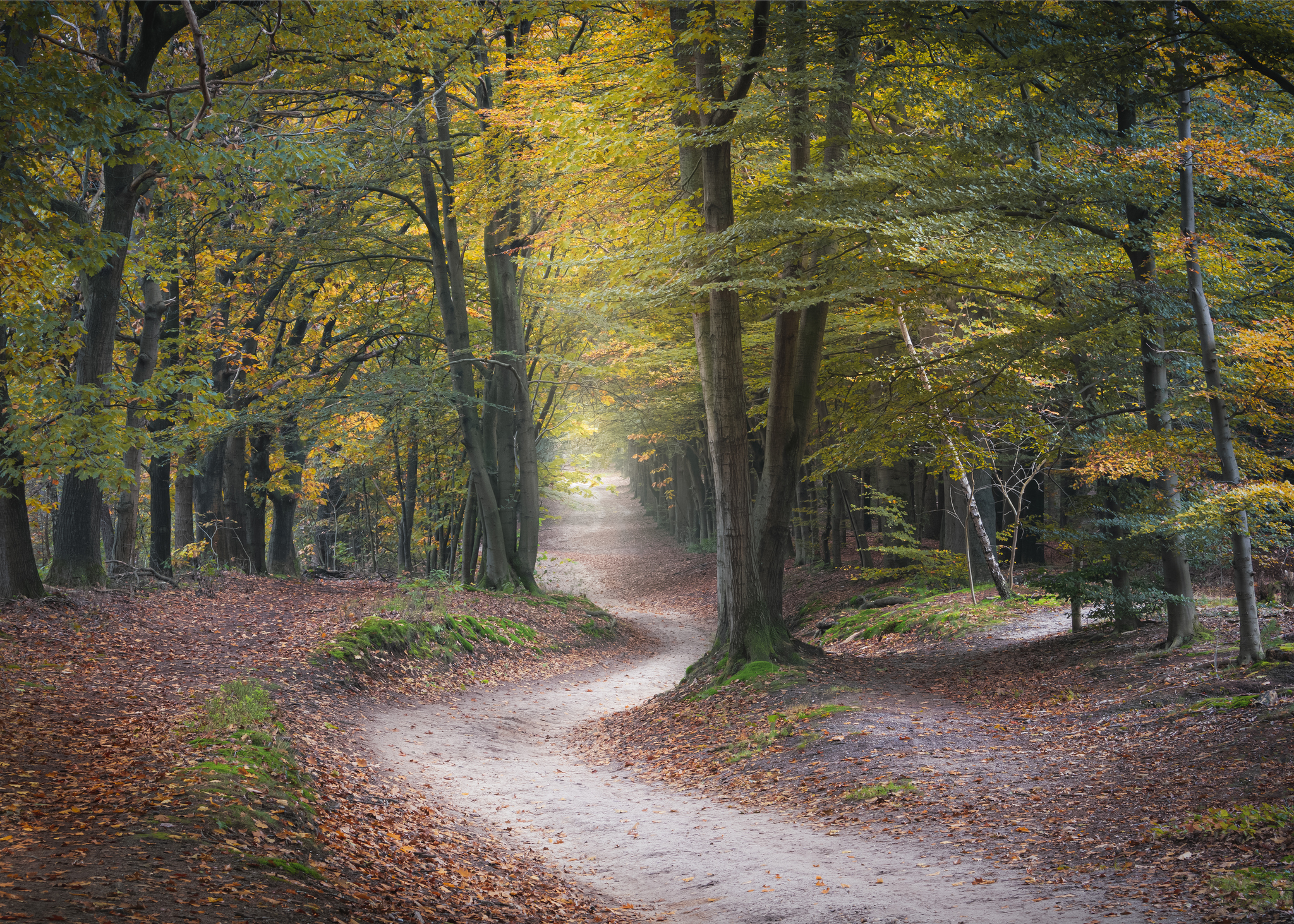 Path